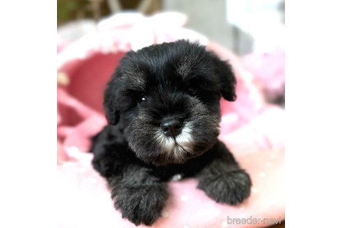 関西でミニチュアシュナウザーの子犬を探す（81ページ目