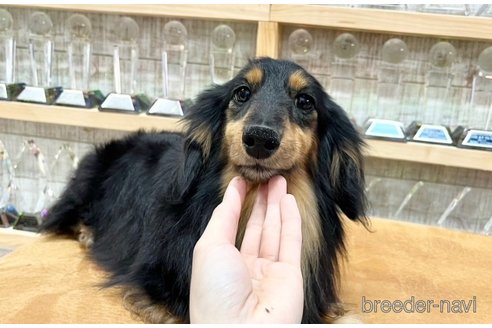 販売中のカニンヘンダックスフンド(ロングヘアード)の親犬