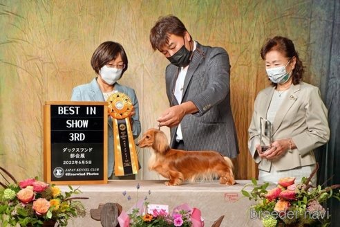 販売中のカニンヘンダックスフンド(ロングヘアード)の親犬