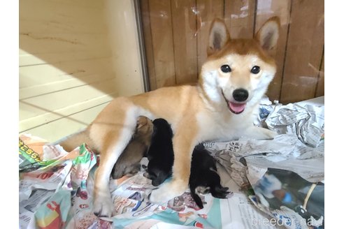 吉澤綾香ブリーダーの詳細