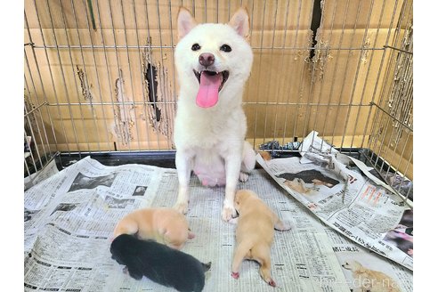 吉澤綾香ブリーダーの詳細