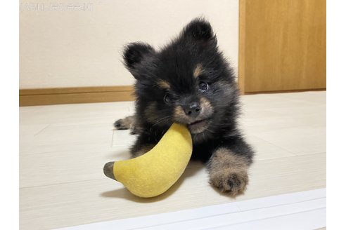 谷口恵理ブリーダーの詳細