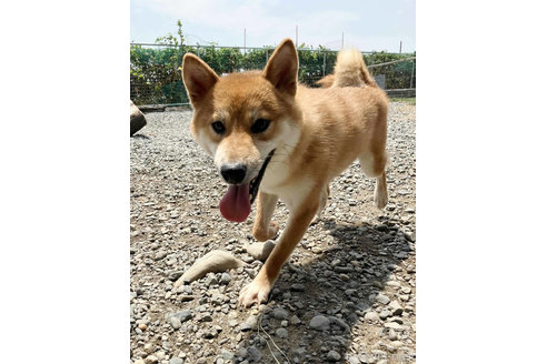 販売中の柴犬の親犬