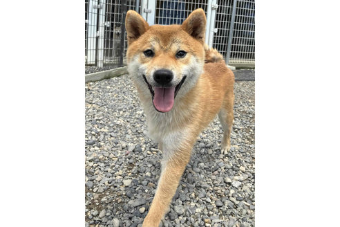 販売中の柴犬の親犬