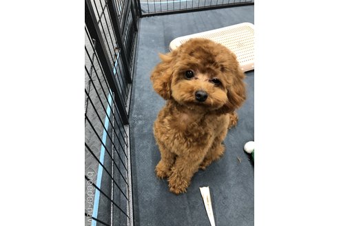 中田千亜紀ブリーダーの詳細