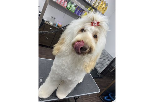 山田祐里ブリーダーの詳細の1枚目