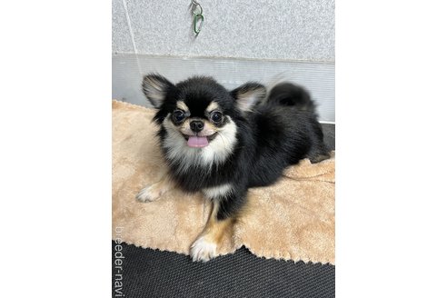 清水慶子ブリーダーの詳細の1枚目