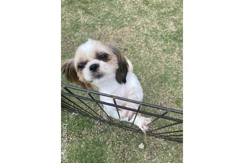 清水慶子ブリーダーの詳細