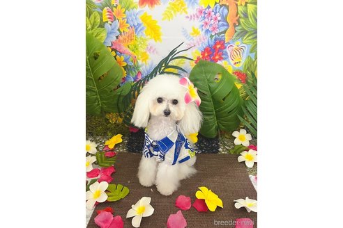 小川智美ブリーダーの詳細