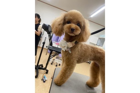 北川由美子ブリーダーの詳細