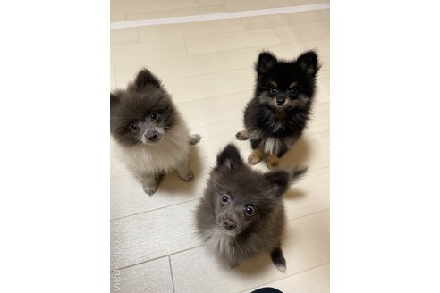 谷口恵理ブリーダーの詳細
