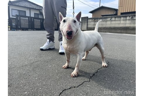 大出希代子ブリーダーの詳細