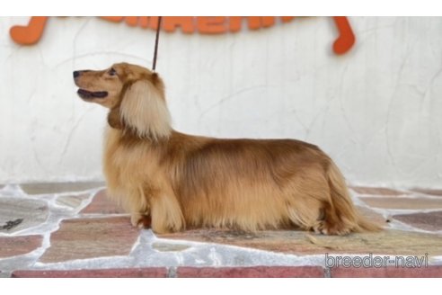 販売中のカニンヘンダックスフンド(ロングヘアード)の親犬