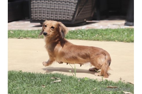 販売中のカニンヘンダックスフンド(ロングヘアード)の親犬