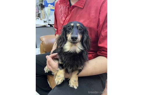 販売中のカニンヘンダックスフンド(ロングヘアード)の親犬