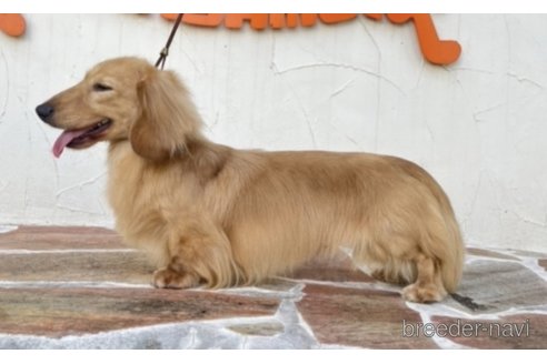販売中のミニチュアダックスフンド(ロングヘアード)の親犬