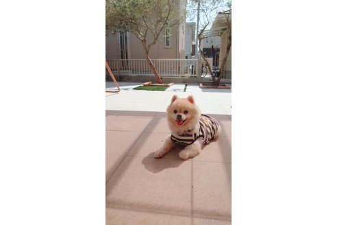 瀧本麻美ブリーダーの詳細の1枚目