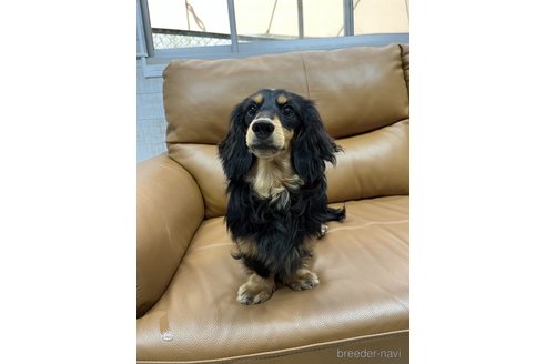 販売中のミニチュアダックスフンド(ロングヘアード)の親犬
