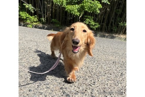 販売中のミニチュアダックスフンド(ロングヘアード)の親犬