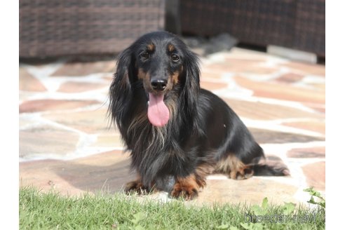 販売中のミニチュアダックスフンド(ロングヘアード)の親犬