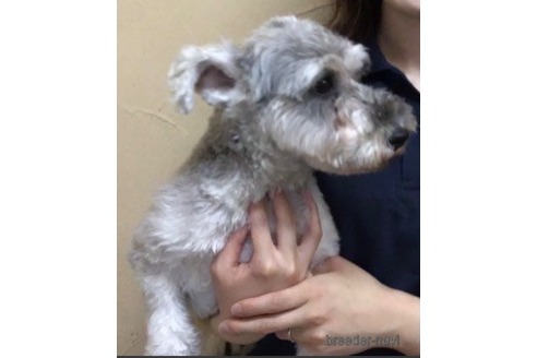 ミニチュアシュナウザーの子犬を探す（42ページ目）｜ブリーダーナビ