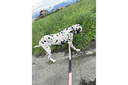梅順一郎ブリーダーの詳細の1枚目