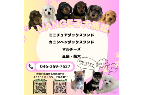大森愛ブリーダーの詳細の1枚目