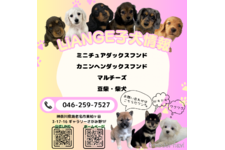大森愛ブリーダー