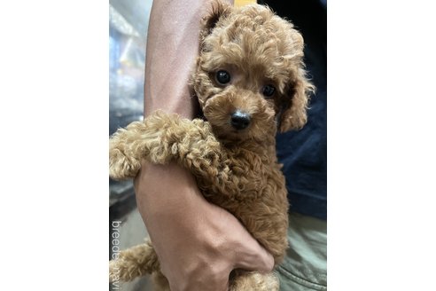 劉楽軍ブリーダーの詳細の1枚目