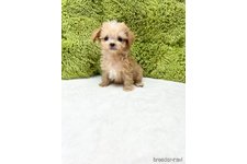 ♀︎チワプー:チワワ×トイプードル