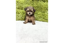 ♀︎チワプー:チワワ×トイプードル