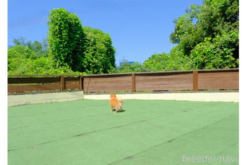 中野晴香ブリーダーの詳細