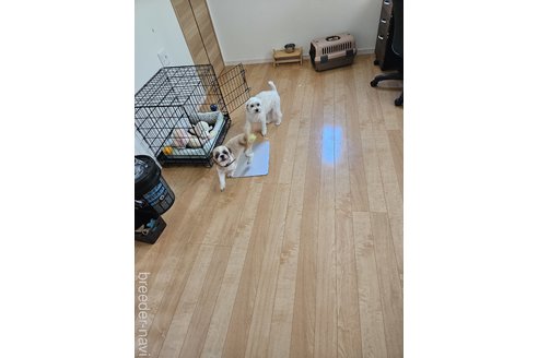 三木里緒ブリーダーの詳細