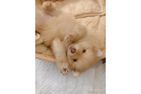 岩出彩菜ブリーダーの詳細の1枚目