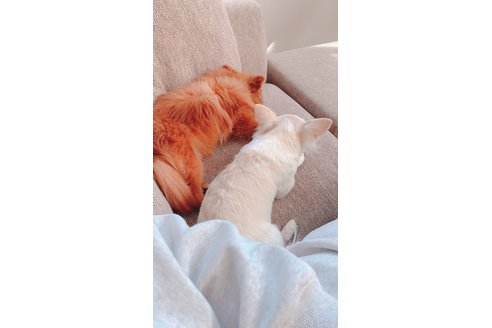 岩出彩菜ブリーダーの詳細