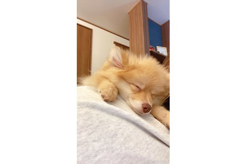 岩出彩菜ブリーダーの詳細