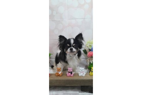 販売中のチワワ(スムースコート)の親犬