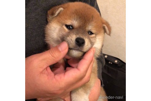 粟屋成ブリーダーの詳細の1枚目