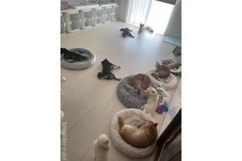 中浦舞ブリーダーの詳細