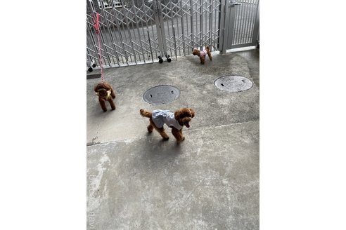 澤口ゆかりブリーダーの詳細