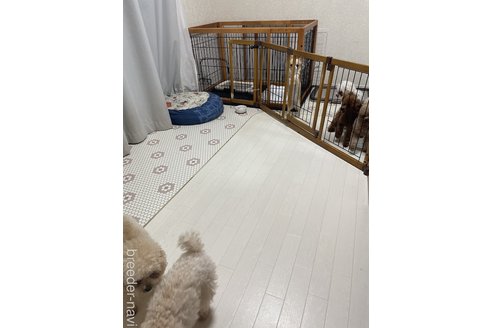 太谷直樹ブリーダーの詳細