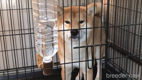 粟屋成ブリーダーの詳細