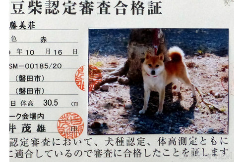販売中の豆柴の親犬