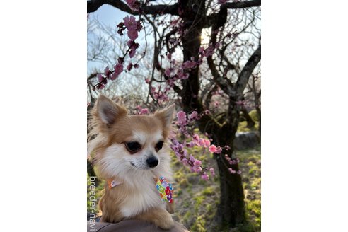 藤本雛瑚ブリーダーの詳細の1枚目
