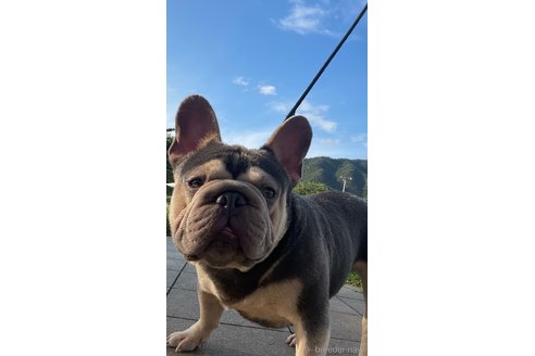 岸田泰裕ブリーダーの詳細の1枚目