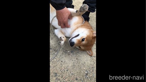 粟屋成ブリーダーの詳細