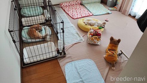 鶴原壮恭ブリーダーの詳細