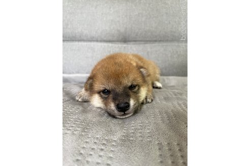 和田愛美ブリーダーの詳細の1枚目