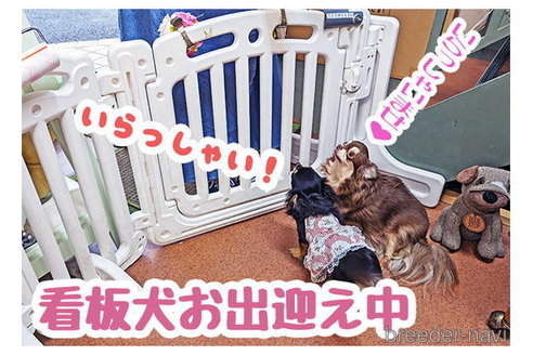 小畑さゆりブリーダーの詳細