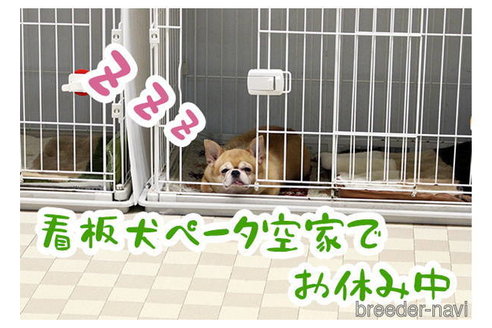 小畑さゆりブリーダーの詳細